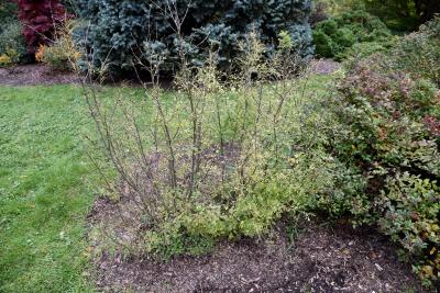 Caragana arborescens (Siberian Pea-shrub), habit, fall