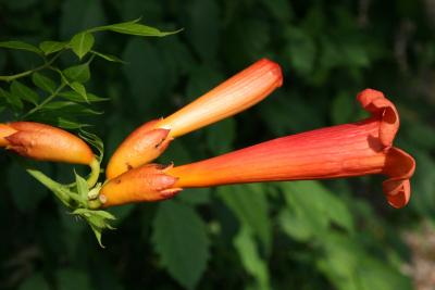 Campsis radicans (Trumpet Vine), flower, side