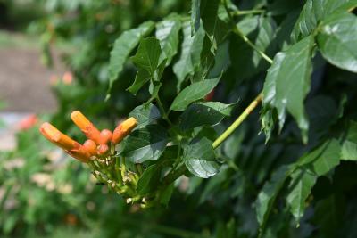 Campsis radicans (Trumpet Vine), bud, flower