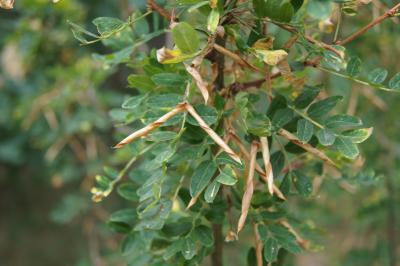 Caragana arborescens (Siberian Pea-shrub), fruit, mature