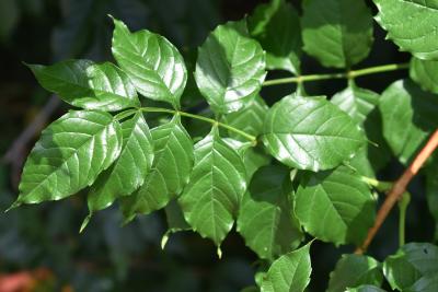 Campsis radicans (Trumpet Vine), leaf, summer