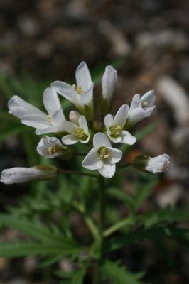 Cardamine concatenata (Toothwort), flower, full