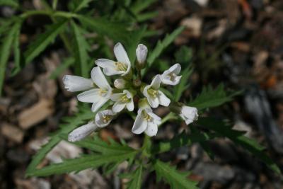 Cardamine concatenata (Toothwort), inflorescence