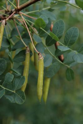Caragana arborescens (Siberian Pea-shrub), fruit, immature