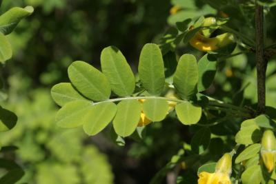 Caragana arborescens (Siberian Pea-shrub), leaf, upper surface