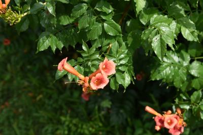 Campsis radicans (Trumpet Vine), inflorescence
