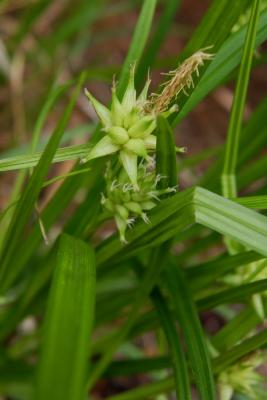 Carex grayi (Common Bur Sedge), inflorescence