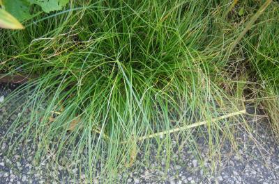 Carex elata 'Bowles Golden' (Bowles Golden Tufted Sedge), habit, fall