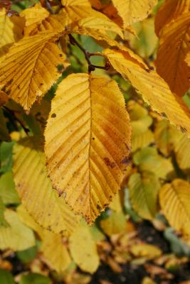 Carpinus betulus (European Hornbeam), leaf, fall