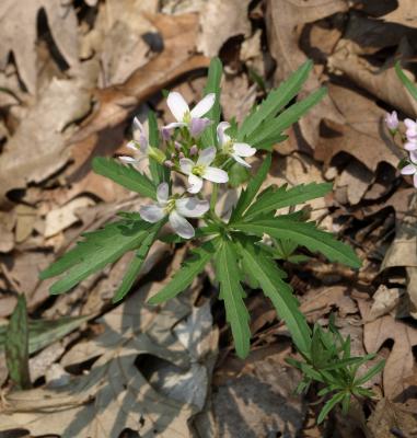 Cardamine concatenata (Toothwort), inflorescence, leaf, spring