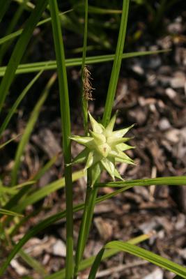 Carex grayi (Common Bur Sedge), fruit, immature