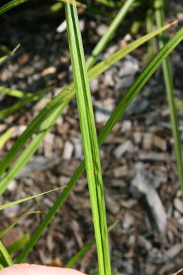 Carex grayi (Common Bur Sedge), leaf, upper surface