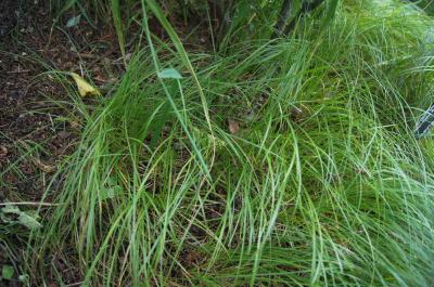 Carex pensylvanica (Common Oak Sedge), habit, summer