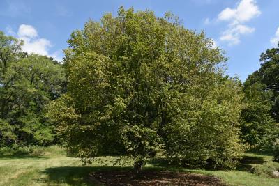 Carpinus betulus (European Hornbeam), habit, summer