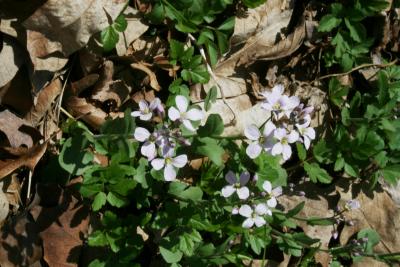 Cardamine douglassii (Purple Spring Cress), habit, spring