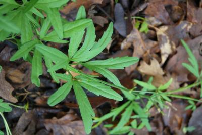 Cardamine concatenata (Toothwort), leaf, spring