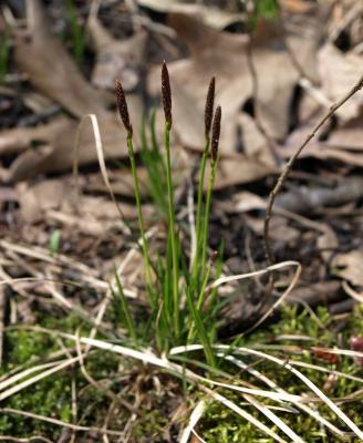 Carex pensylvanica (Common Oak Sedge), flower, staminate