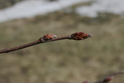 Carpinus betulus (European Hornbeam), bud, terminal