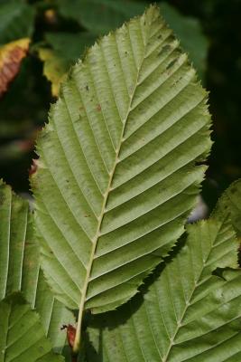 Carpinus betulus (European Hornbeam), leaf, lower surface