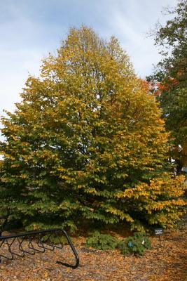 Carpinus betulus (European Hornbeam), habit, fall