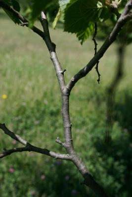 Carpinus betulus 'Purpurea' (Purple-leaved European Hornbeam), bark, branch