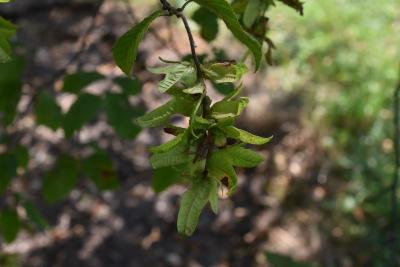 Carpinus betulus (European Hornbeam), infructescence