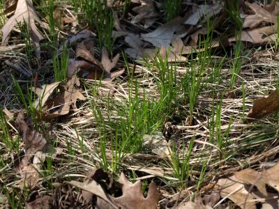 Carex pensylvanica (Common Oak Sedge), habit, spring