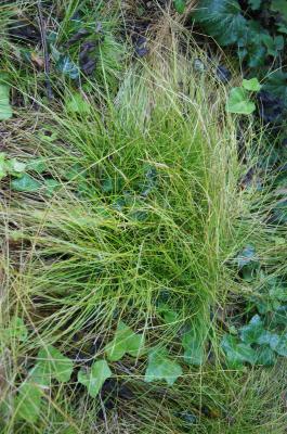 Carex radiata (Straight-styled Wood Sedge), habit, fall