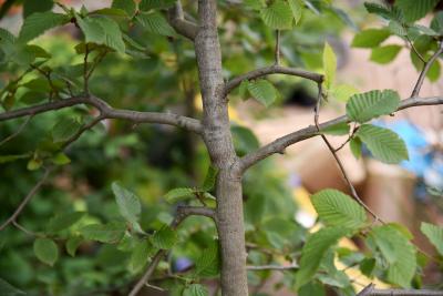 Carpinus betulus 'Vienna Weeping' (Vienna Weeping European Hornbeam), bark, branch