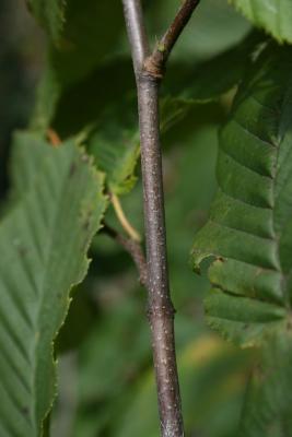 Carpinus betulus (European Hornbeam), bark, twig