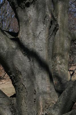 Carpinus betulus (European Hornbeam), bark, trunk