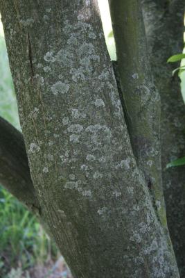 Carpinus betulus 'Purpurea' (Purple-leaved European Hornbeam), bark, trunk