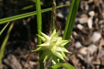 Carex grayi (Common Bur Sedge), fruit, immature