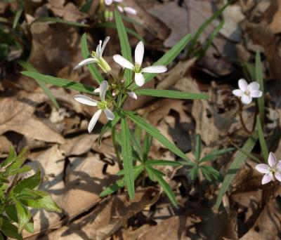 Cardamine concatenata (Toothwort), inflorescence, leaf, spring