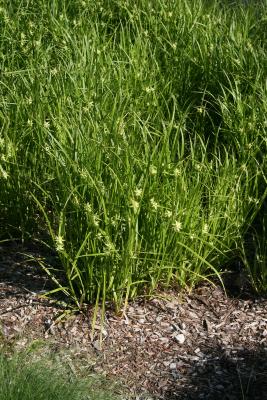 Carex grayi (Common Bur Sedge), habit, spring