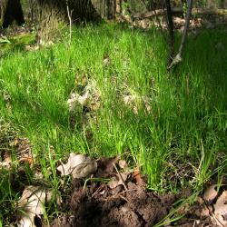 Carex pensylvanica (Common Oak Sedge), habit, spring