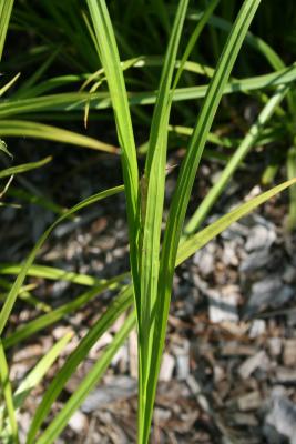 Carex grayi (Common Bur Sedge), leaf, lower surface
