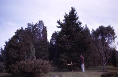 Juniperus virginiana 'Canaertii' (Canaert eastern red-cedar), Roy Nordine studying grafted tree