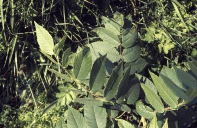 Juglans nigra (black walnut), leaves