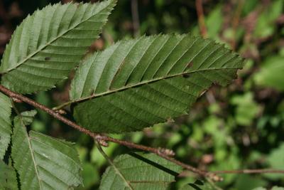 Carpinus caroliniana subsp. virginiana (American Hornbeam), leaf, lower surface