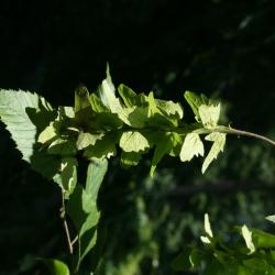 Carpinus caroliniana subsp. virginiana (American Hornbeam), infructescence