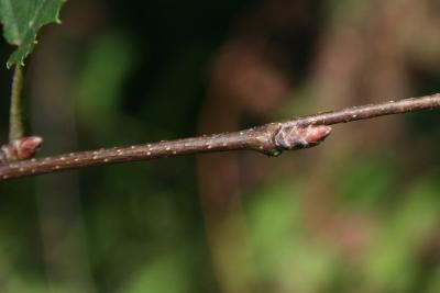 Carpinus caroliniana subsp. virginiana (American Hornbeam), bud, lateral
