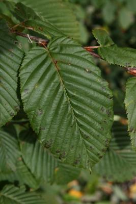 Carpinus betulus (European Hornbeam), leaf, upper surface