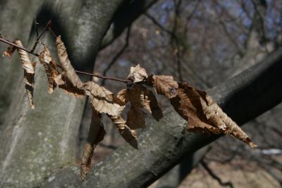 Carpinus betulus (European Hornbeam), leaf, winter