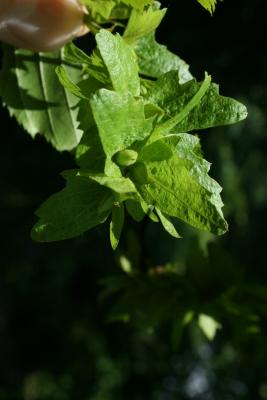 Carpinus caroliniana subsp. virginiana (American Hornbeam), fruit, immature