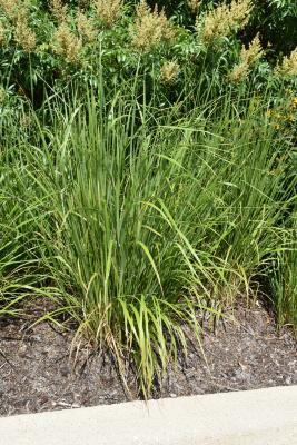 Calamagrostis brachytricha (Korean Reed Grass), habit, summer