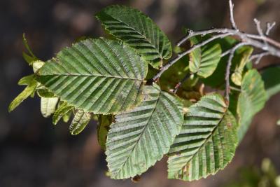 Carpinus betulus (European Hornbeam), leaf, summer