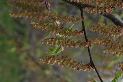Carpinus caroliniana subsp. virginiana (American Hornbeam), inflorescence, staminate