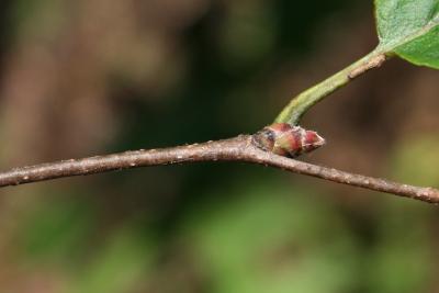 Carpinus caroliniana subsp. virginiana (American Hornbeam), bud, terminal