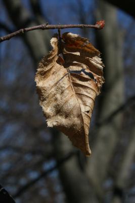 Carpinus betulus (European Hornbeam), leaf, winter